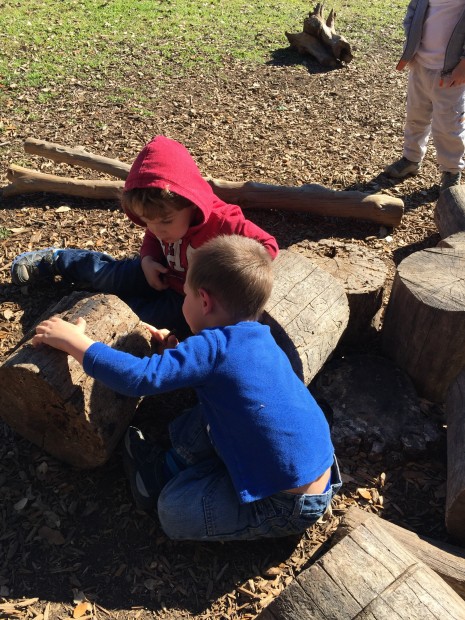 Looking for bugs under stumps.  